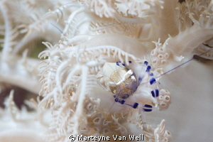 A commensal shrimp on a white soft coral.Taken at Layag L... by Marteyne Van Well 